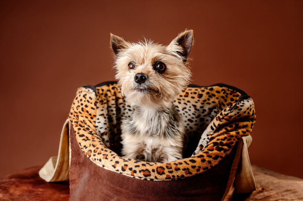 Photographe chien